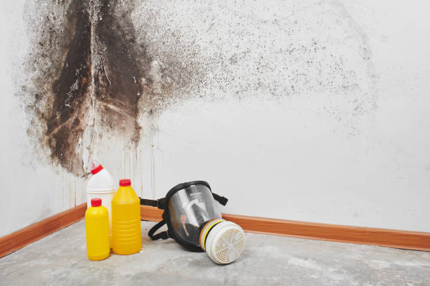 Best Mold Testing  in Monfort Heights, OH