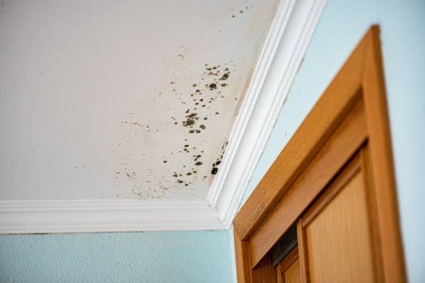 Best Attic Mold Removal  in Monfort Heights, OH