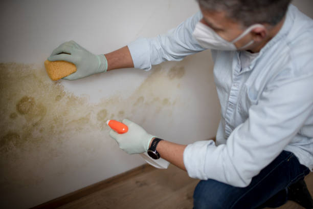 Best Mold Removal Company Near Me  in Monfort Heights, OH