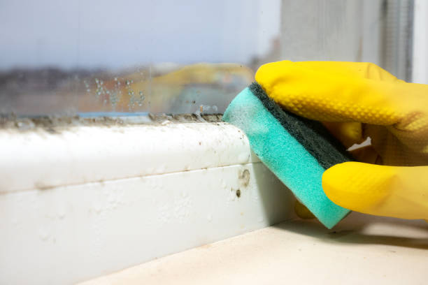 Best Affordable Mold Removal  in Monfort Heights, OH