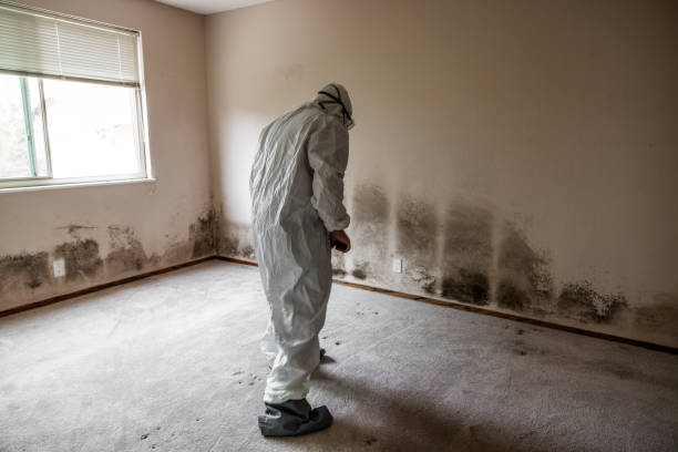 Mold Removal and Inspection in Monfort Heights, OH