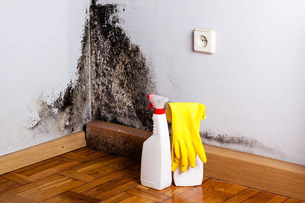 Best Toxic Mold Removal  in Monfort Heights, OH