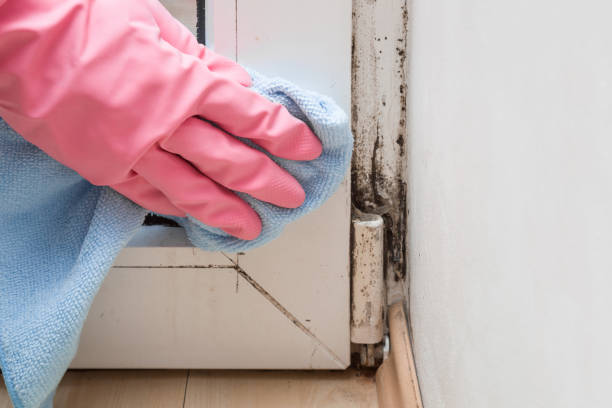 Attic Mold Removal in Monfort Heights, OH