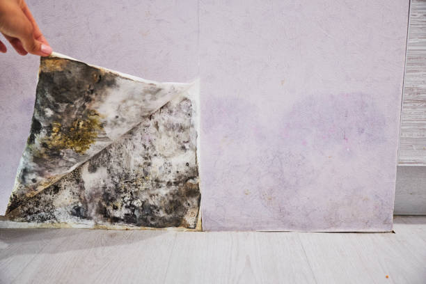 Attic Mold Removal in Monfort Heights, OH